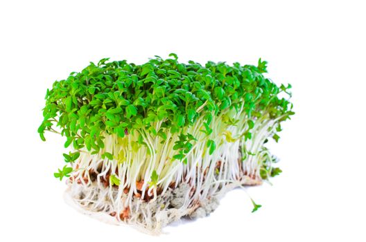 Garden cress isolated on white. Lepidium sativum