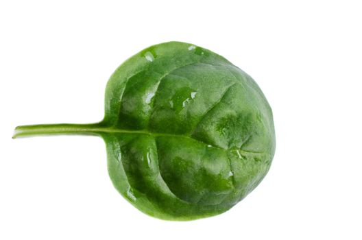 Leaf spinach isolated on white background