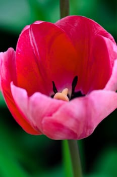 Rose tulip on green background close up