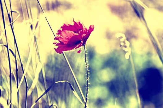 Red poppy in the spring meadow