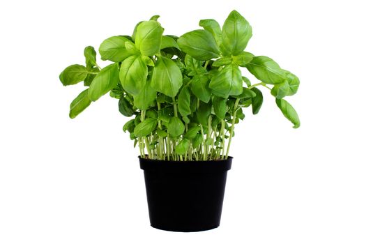 Basil growing in a pot isolated