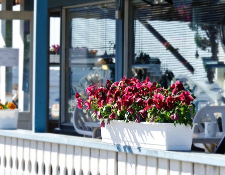 Decorated flower pot  on terrace