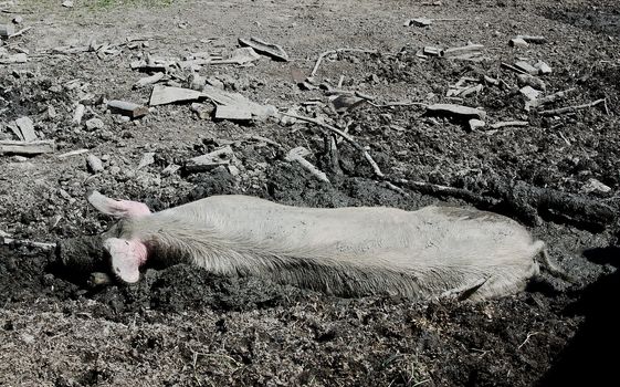 Big Pig resting in mud