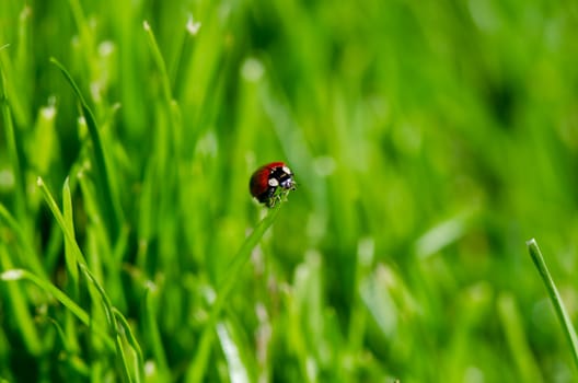 Ladybug on green grass