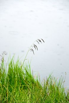 Green grass near lake