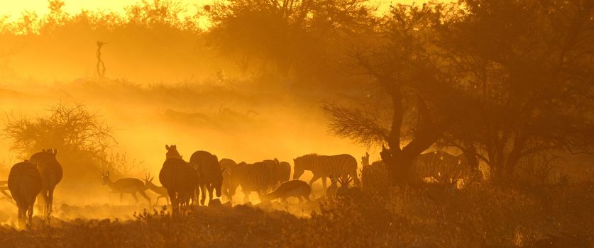 Sunset panorama at Okaukeujo waterhole, Namibia