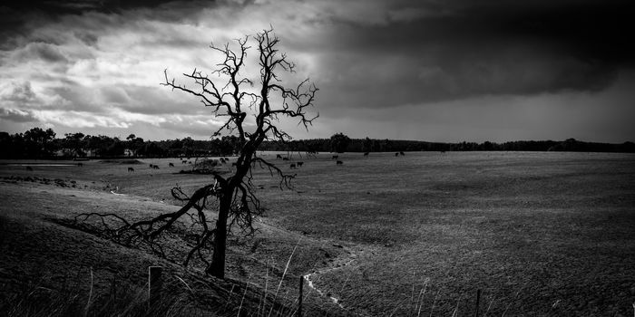 Alone dead tree in the middle of a field full of cows with dramatic rain cloud in the background.
