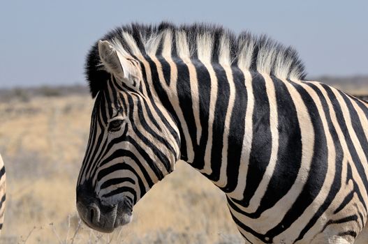 Lonely Zebra in Etosha National Park, Namibia