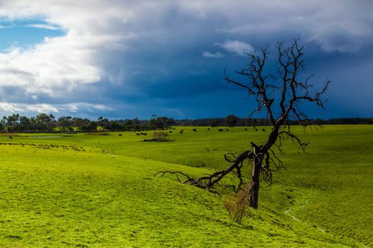 Alone dead tree in the middle of a field full of cows with dramatic rain cloud in the background.
