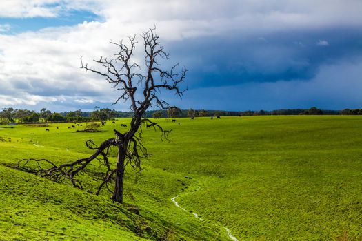 Alone dead tree in the middle of a field full of cows with dramatic rain cloud in the background.
