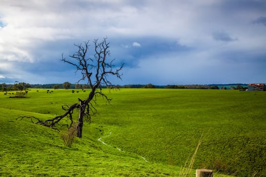 Alone dead tree in the middle of a field full of cows with dramatic rain cloud in the background.
