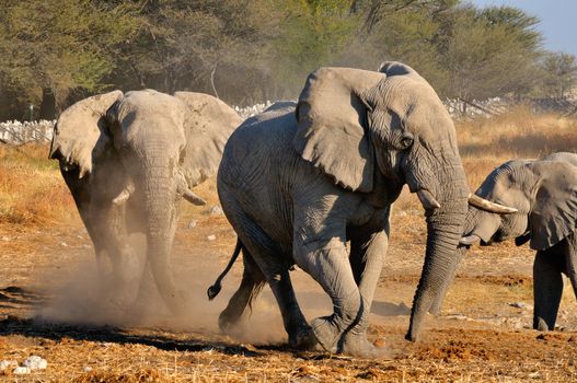 An Elephants charging another elephant, Okaukeujo waterhole, Etosha National Park, Namibia