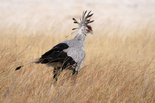 Secretary Bird, Sagittarius serpentarius in grass, Etosha National Park, Namibia