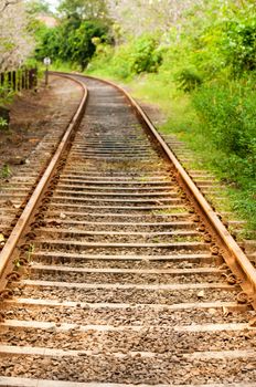 Railway line passing through the green plants