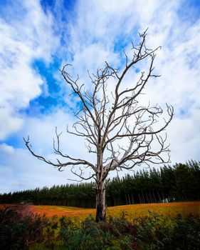 Alone Dead Tree with dramatic sky and pine plantation in the background