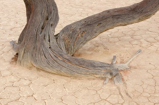 A lonely tree skeleton at Deadvlei near Sossusvlei, Namibia