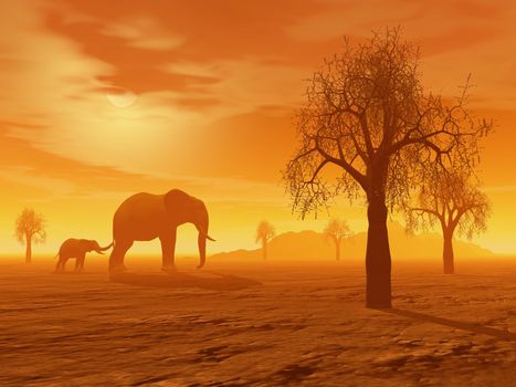 Little elephant holding its mum's queue in the savannah with baobabs by sunset