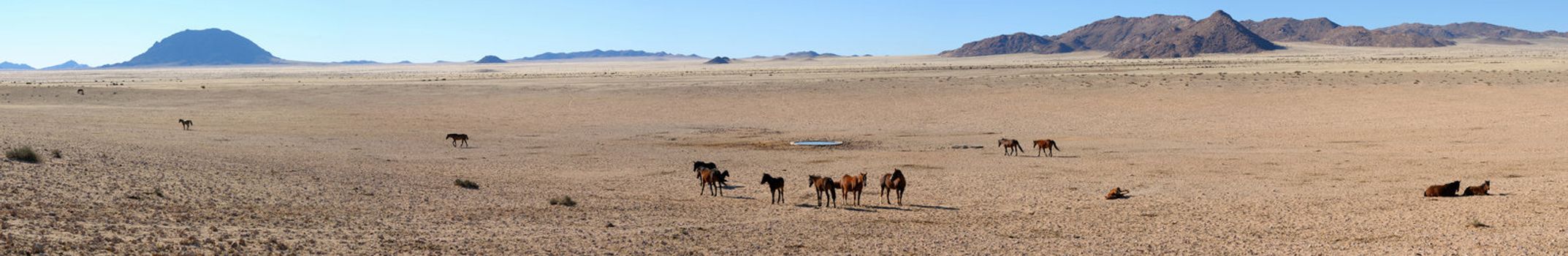 A panorama of the Wild Horses of the Namib made from five separate photos taken near Aus, Namibia.