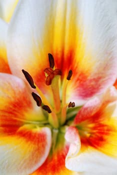 Beautiful lilly macro with focus on stamen and pistil