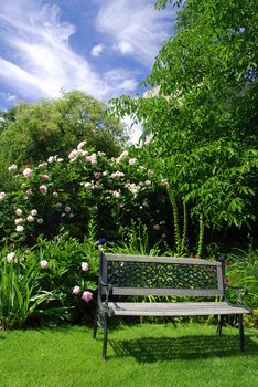 Beautiful peaceful garden with a bench surrounded by pink roses