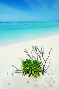 Tropical paradise in Maldives with white beach, vegetation and turquoise sea