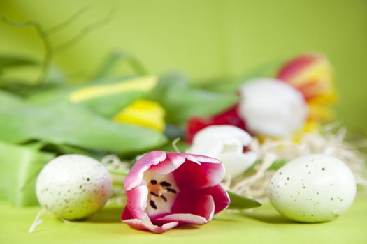 easter eggs with tulip and green background