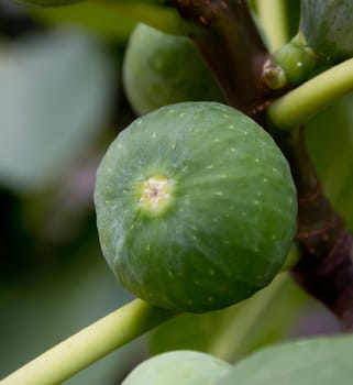 fig