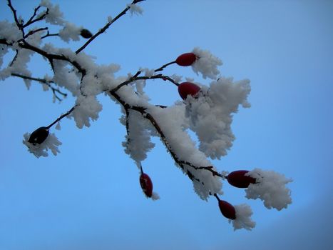 Wild rose covered by snow agains the sky