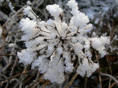 Frozen stalk of marsh weed covered by snow