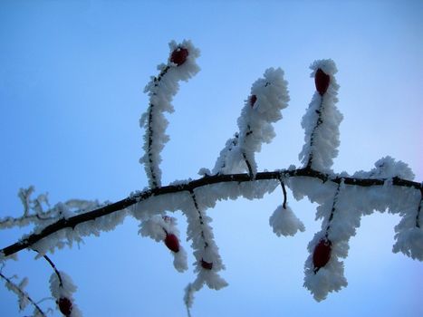 Wild rose covered by snow agains the sky