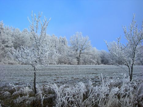 Beautiful winter landscape with trees covered by snow and frost