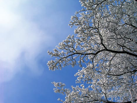           Frozen tree branch against a blue sky 
