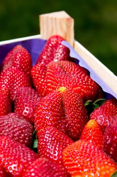 Some fresh strawberries in a little crate