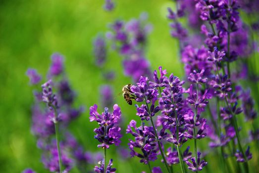 Lavender blooms and a bee with a shallow DOF