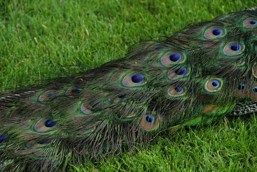 Detail of beautiful peacock tail - feather texture