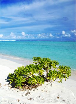 Tropical paradise in Maldives with white beach, vegetation and turquoise sea