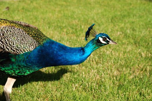 Peacock 