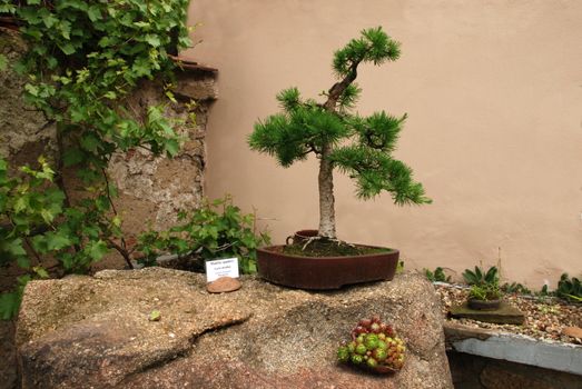 Bonsai tree still-life. Miniature in a peaceful Japanese garden.