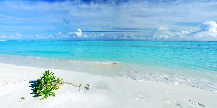 Tropical paradise in Maldives with white beach, vegetation and turquoise sea - panorama
