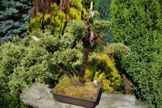 Bonsai trees still-life. Miniatures in a peaceful Japanese garden.