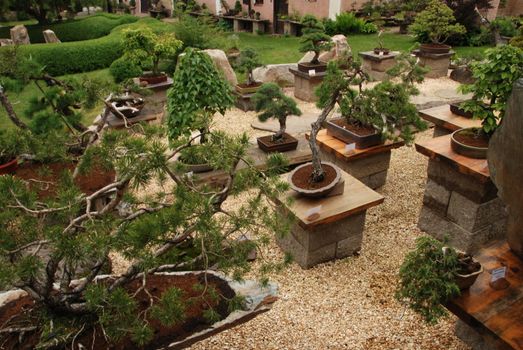 Bonsai tree still-life. Miniature in a peaceful Japanese garden.