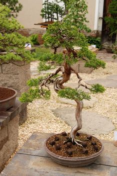 Bonsai tree still-life. Miniature in a peaceful Japanese garden.