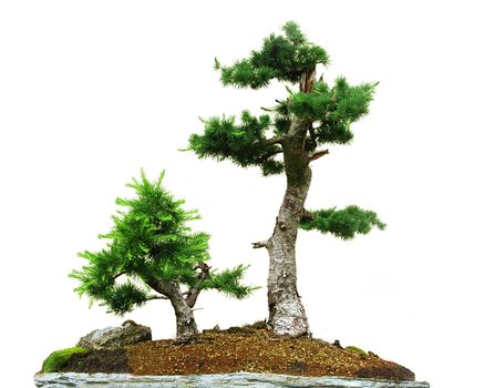 Two small bonsai trees isolated on the white