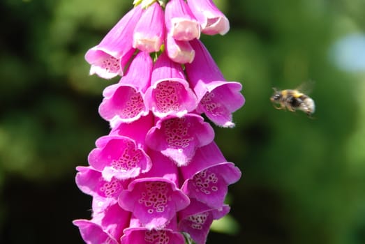 Pink bells flower and bumblebee aproaching to it