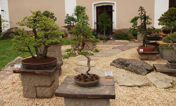 Bonsai tree still-life. Miniature in a peaceful Japanese garden.