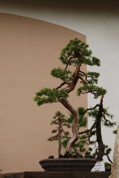 Bonsai tree still-life. Miniature in a peaceful Japanese garden.