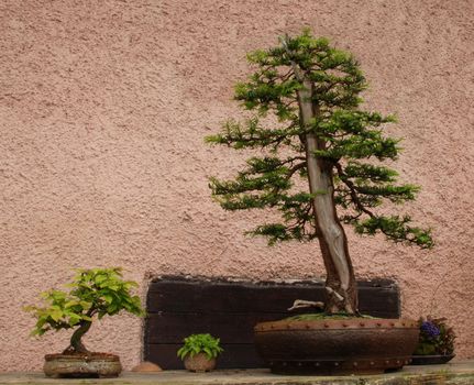 Bonsai tree still-life. Miniature in a peaceful Japanese garden.