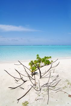 Tropical paradise in Maldives with white beach, vegetation and turquoise sea