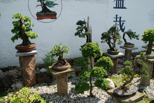 Bonsai trees still-life. Miniatures in a peaceful Japanese garden.