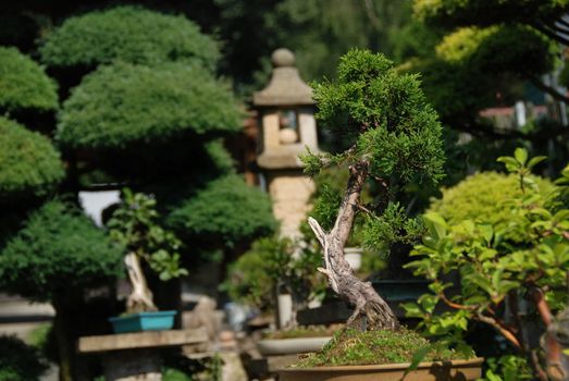 Bonsai trees still-life. Miniatures in a peaceful Japanese garden.